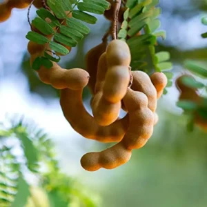 Live Tamarind Tree Plant 24-36 Inches Tall - Exotic Fruit Tree