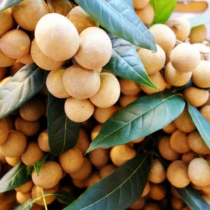 Longan Tree Live Plant - 2-3 Ft Fruit Tree in Pot - Ready to Grow