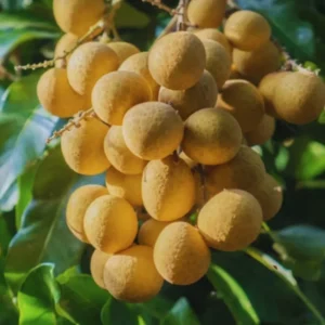 Longan Tree Live Plant - 2-3 Ft Fruit Tree in Pot - Ready to Grow