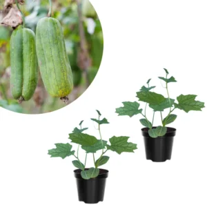 Luffa Live Plant 4'' Pot - 2 Well Rooted Loofah Gourd Plants