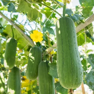 Luffa Live Plant 4'' Pot - 2 Well Rooted Loofah Gourd Plants
