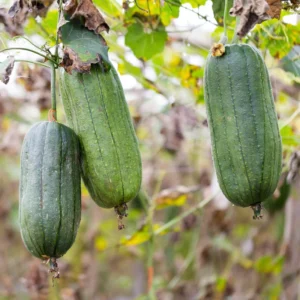 Luffa Live Plant 4'' Pot - 2 Well Rooted Loofah Gourd Plants