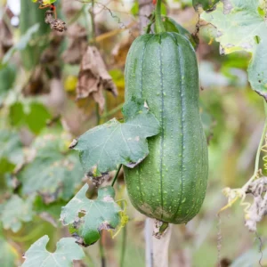 Luffa Live Plant 4'' Pot - 2 Well Rooted Loofah Gourd Plants