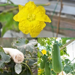 Luffa Live Plant 4'' Pot - 2 Well Rooted Loofah Gourd Plants