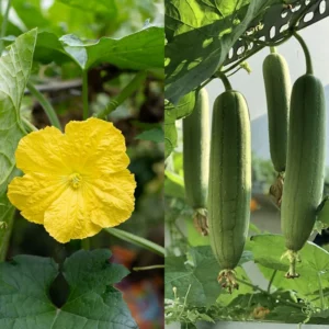 Luffa Plants - Live Gourd Loofah Seedlings - 4-6 Inches - Gardening Vegetables