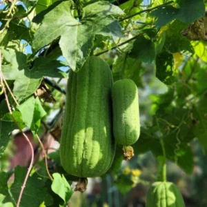 Luffa Plants - Live Gourd Loofah Seedlings - 4-6 Inches - Gardening Vegetables