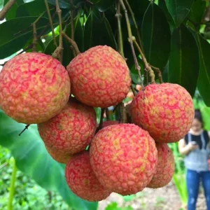 Lychee Fruit Tree - Live Plant 24-36 Inch Tall for Home Growing