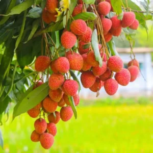 Lychee Fruit Tree - Live Plant 24-36 Inch Tall for Home Growing