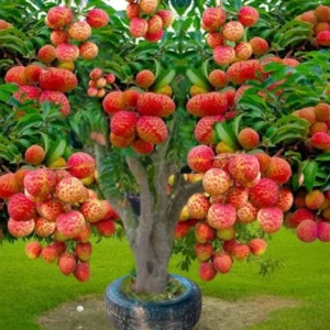 Lychee Fruit Tree - Live Plant 24-36 Inch Tall for Home Growing