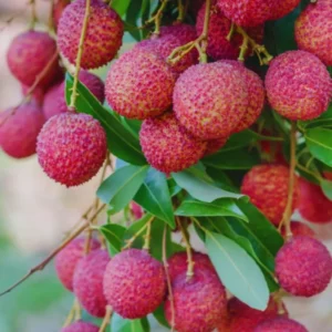Lychee Fruit Tree - Live Plant 24-36 Inch Tall for Home Growing