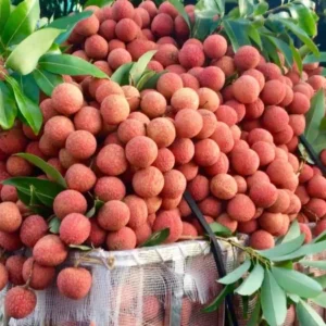 Lychee Fruit Tree Live Plant - 24 to 36 Inch Lychee Tree