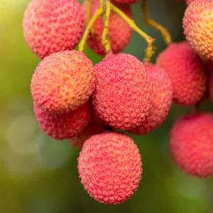 Lychee Fruit Tree Live Plant - 24 to 36 Inch Lychee Tree
