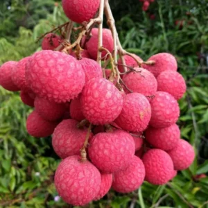 Lychee Fruit Tree Live Plant - 24 to 36 Inch Lychee Tree