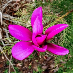 Magnolia Tree Live Plant 2.5 Inch Pot Starter Fragrant Ornamental Shrub