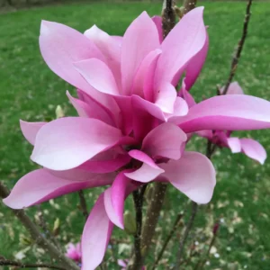 Magnolia Tree Live Plant 2.5 Inch Pot Starter Fragrant Ornamental Shrub