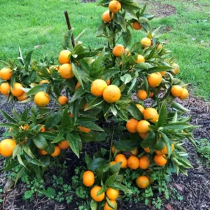 Mandarin Tree Live Plant Citrus Fruit Tree
