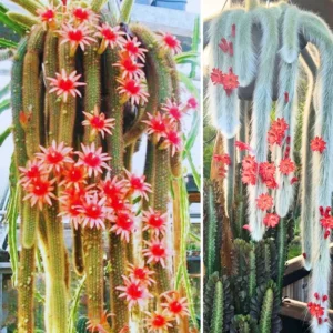 Monkey Tail Cactus Live Succulent - 5-7 Inch Hanging Trailing Plant Bareroot