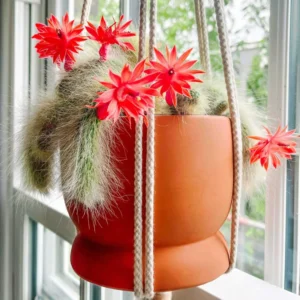Monkey Tail Cactus Live Succulent - 5-7 Inch Hanging Trailing Plant Bareroot