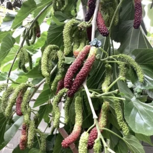 Mulberry Tree Live Plant, Pakistan Variety, 24-36 Inch Size - Fast Growing