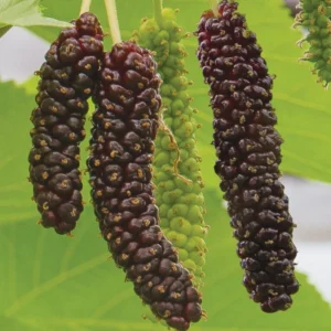 Mulberry Tree Live Plant, Pakistan Variety, 24-36 Inch Size - Fast Growing