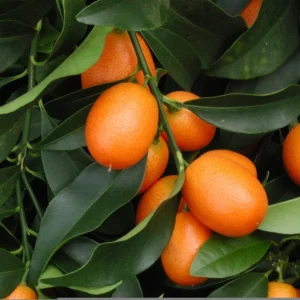 Nagami Kumquat Tree - Live Plant - 2 Ft Tall - Fruiting Citrus Tree