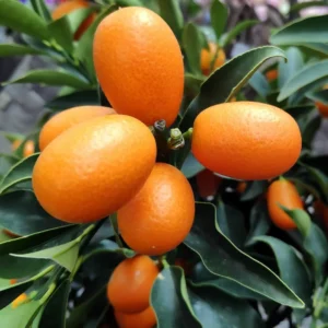 Nagami Kumquat Tree - Live Plant - 2 Ft Tall - Fruiting Citrus Tree