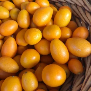 Nagami Kumquat Tree - Live Plant - 2 Ft Tall - Fruiting Citrus Tree