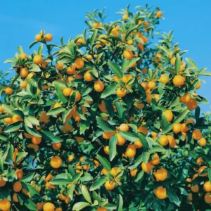 Nagami Kumquat Tree - Live Plant - 2 Ft Tall - Fruiting Citrus Tree
