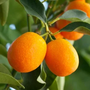 Nagami Kumquat Tree Live Plant - 2Ft Fruit Tree for Planting