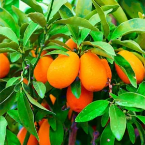 Nagami Kumquat Tree Live Plant - 2Ft Fruit Tree for Planting