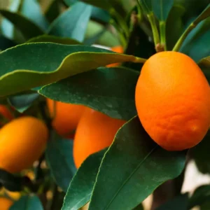 Nagami Kumquat Tree Live Plant - 2Ft Fruit Tree for Planting