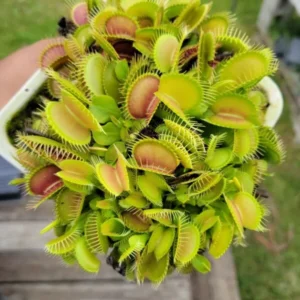 Olive Green Venus Flytrap Live Plant - Dionaea Muscipula Cultivar