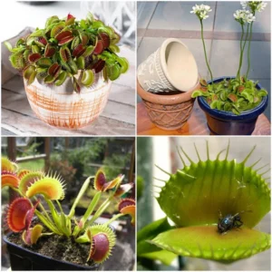 Olive Green Venus Flytrap Live Plant - Dionaea Muscipula Cultivar