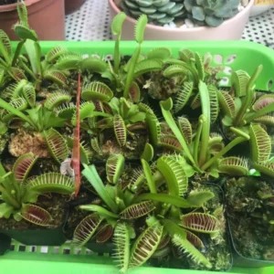 Olive Green Venus Flytrap Live Plant - Dionaea Muscipula Cultivar