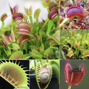 Olive Green Venus Flytrap Live Plant - Dionaea Muscipula Cultivar