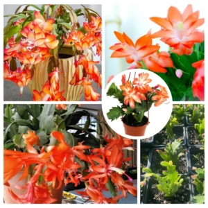 Orange Christmas Cactus