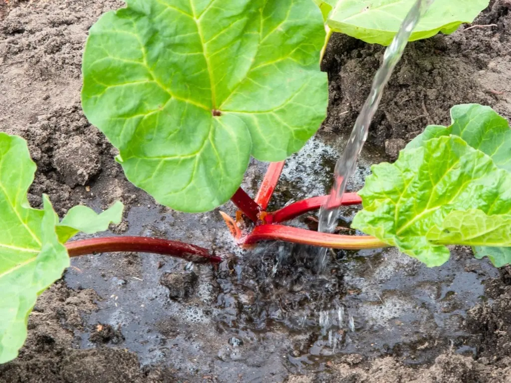 Overwatering Rhubarb Plants