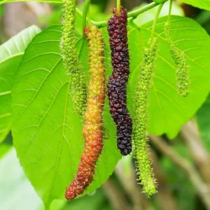 Pakistan Mulberry Tree Live Plant - 24-36 Inches Tall Fruit Tree