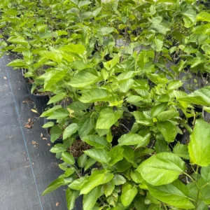 Pakistan Mulberry Tree Live Plant - 24-36 Inches Tall Fruit Tree