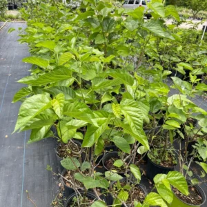 Pakistan Mulberry Tree Live Plant - 24-36 Inches Tall Fruit Tree
