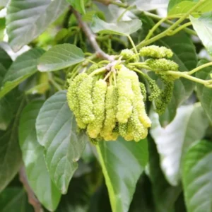 Pakistan Mulberry Tree Live Plant - 24-36 Inches Tall Fruit Tree