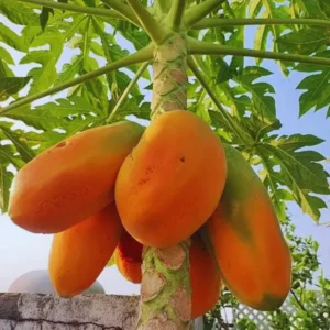 Papaya Tree Live Plant - 24 to 36 Inch Tall Papaya Fruit Tree