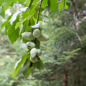 Pawpaw Tree Live Plant - Hardy Fruit Tree - 8-12 Inches - Garden & Patio