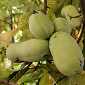Pawpaw Tree Live Plant - Hardy Fruit Tree - 8-12 Inches - Garden & Patio