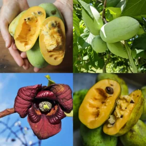 Pawpaw Tree Live Plant - Hardy Fruit Tree - 8-12 Inches - Garden & Patio