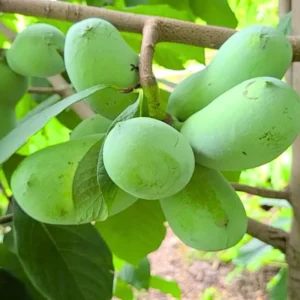 Pawpaw Tree - Live Tropical Fruit Tree - 1 Year Old - Quart Pot - Outdoor Planting