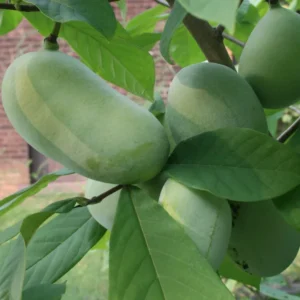 Pawpaw Tree - Live Tropical Fruit Tree - 1 Year Old - Quart Pot - Outdoor Planting