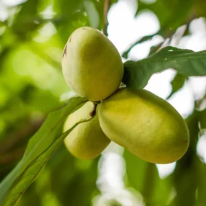 Pawpaw Tree - Live Tropical Fruit Tree - 1 Year Old - Quart Pot - Outdoor Planting