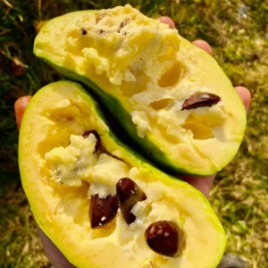 Pawpaw Tree - Live Tropical Fruit Tree - 1 Year Old - Quart Pot - Outdoor Planting