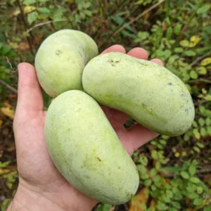 Pawpaw Tree - Live Tropical Fruit Tree - 1 Year Old - Quart Pot - Outdoor Planting